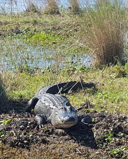 Airboat